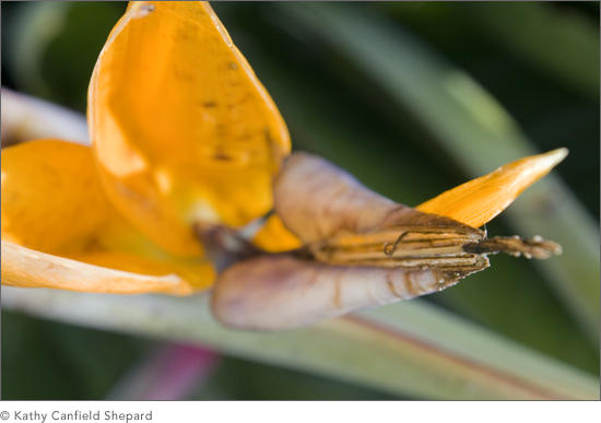 Birds of Paradise